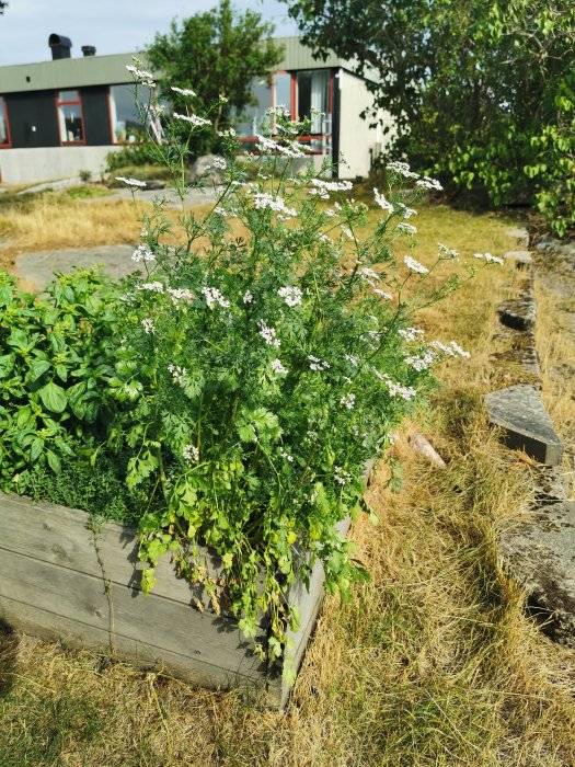 Koriander som blommar i en träodlingslåda med en bakgrund av ett hus och trädgård.