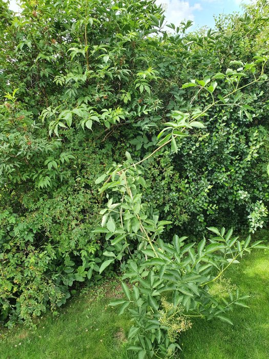 Grön växt med böjd gren hängandes över gräsmatta, vita blomställningar, tät vegetation i bakgrunden.