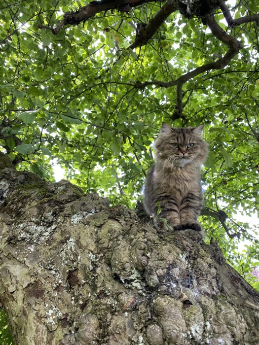 Katt vid namn Doris sitter på en gren i ett äppelträd och tittar ner.