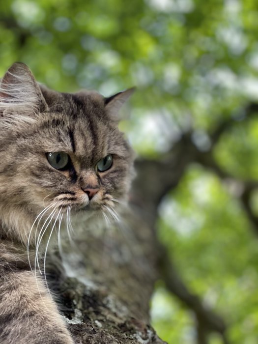 Gråbrun katt med gröna ögon sitter på en gren i ett äppelträd, blicken riktad åt sidan.