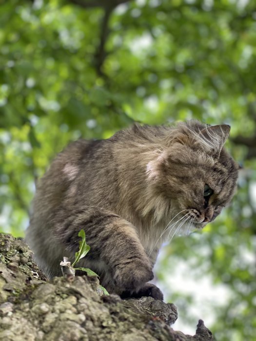 Långhårig katt klättrar i äppelträd med grönskande lövverk i bakgrunden
