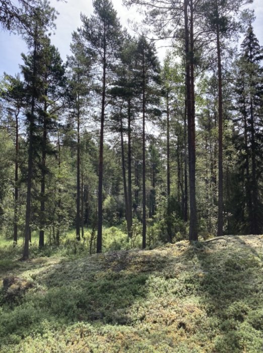 Skogsmark med höga barrträd och mossbeklädda stenar i soligt väder.