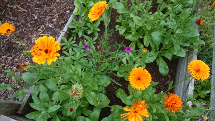 En upphöjd odlingsbädd med frodiga ringblommor i varierande nyanser av orange, och åkerklättspjäxor som växer vilt bland dem.