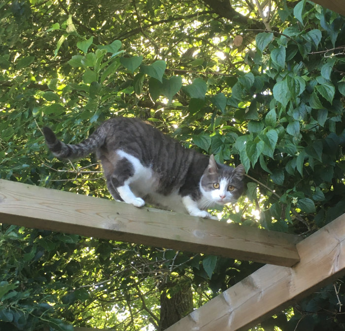 Grå och vit katt balanserar på träbjälke omgiven av gröna lövverk.