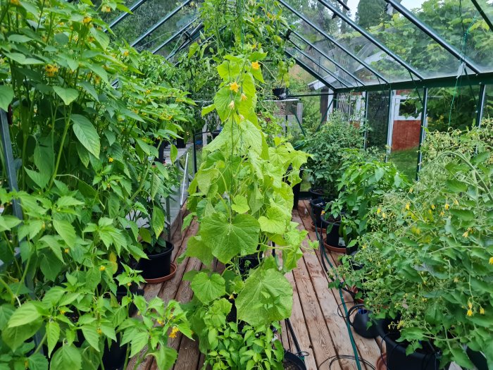 Växthus fullt av tomatilloplantor, chili, thai basilika och andra grödor, med en tonvikt på höjden av plantorna.