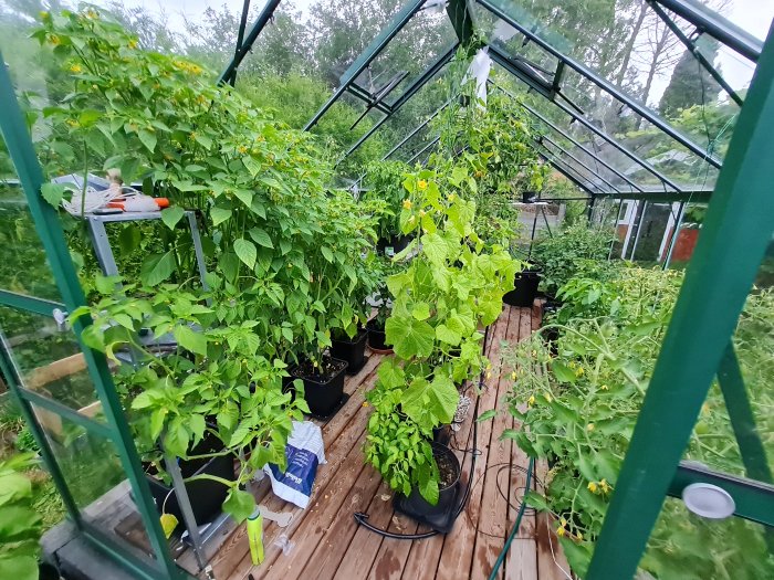 Tomatilloplantor och andra grönsaksplantor i ett växthus, några närmar sig 180 cm i höjd.