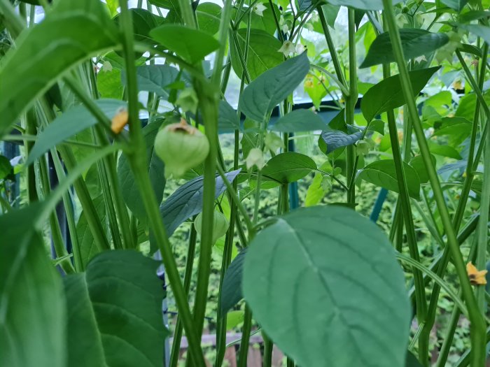 Odlade gröna tomatilloplantor med unga frukter och blommor synliga bland bladen.