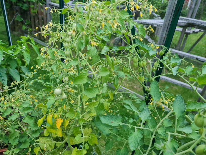 Tomatväxter med gröna omogna tomatfrukter och blommor inuti ett växthus.
