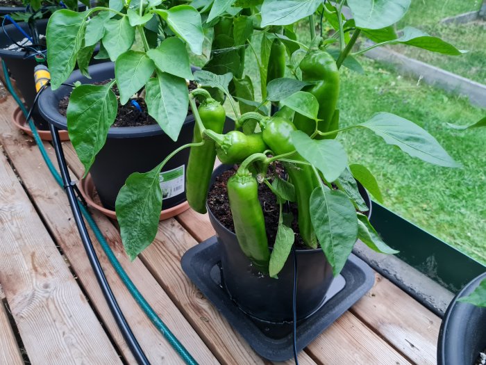 En stor grönsaksplanta med mogna gröna jalapenopeppar i en kruka på en trätrall.