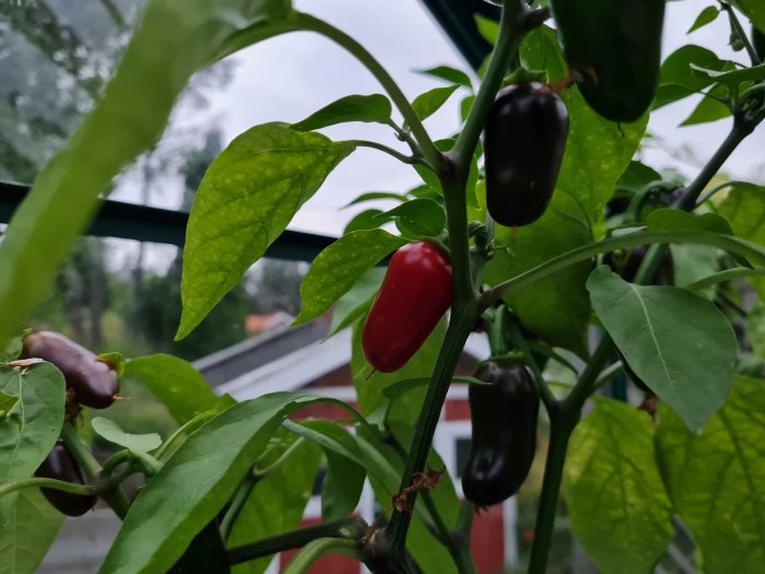 Jalapenopeppar växer på en planta, några är mogna och röda och andra omogna och lila, omgiven av gröna blad.
