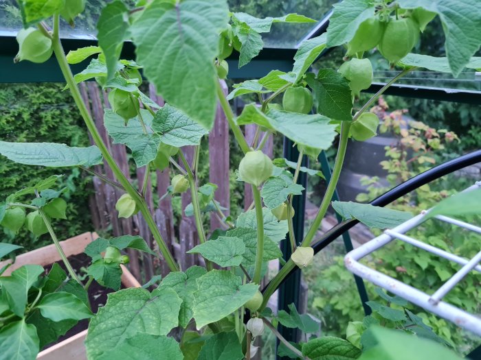 Höga tomatilloplantor med flera omogna frukter täckt av gröna blad, närbild tagen i en trädgård.