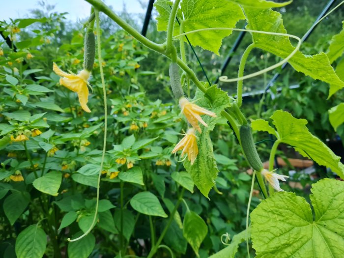 Tomatilloplanta med gula blommor och en omogen frukt framför gröna Thai basilika.