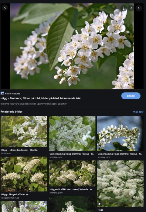 Fläderblommor med platta klungor av små vita blommor och gröna blad.