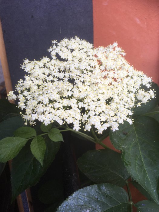 En platt klase av vita fläderblommor på gröna blad framför en orange och grå bakgrund, indikerande diskussionen om växten.