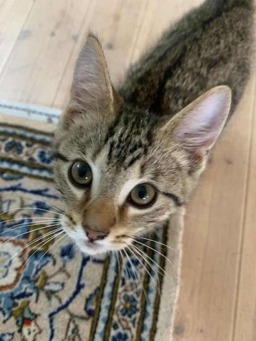 Tabbykattunge med stora ögon tittar upp mot kameran, på ett suddigt trägolv med en del av en matta.