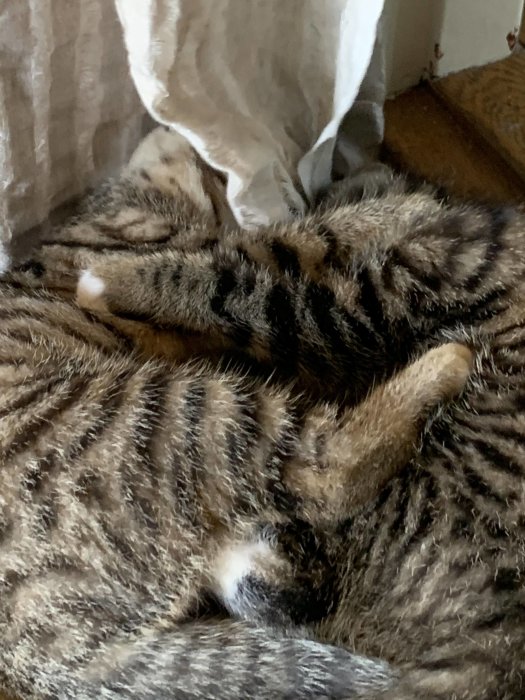 En sömnig tigerstripig katt ihopkurad och sover.