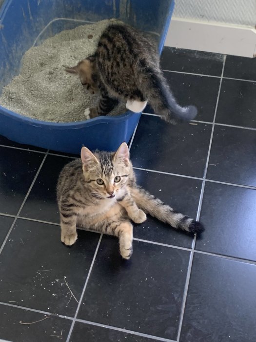 Två kattungar i ett rum, en sitter på golvet och en använder en kattlåda.