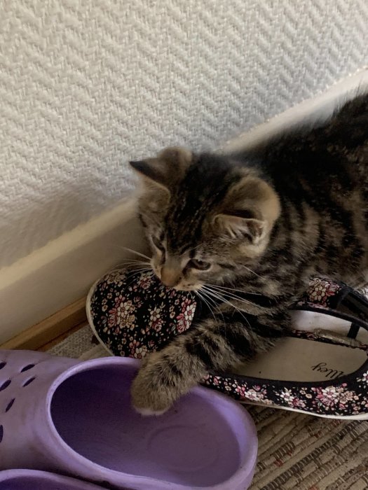 Kattunge som leker med en lila plastskål bredvid ett par blommiga skor.
