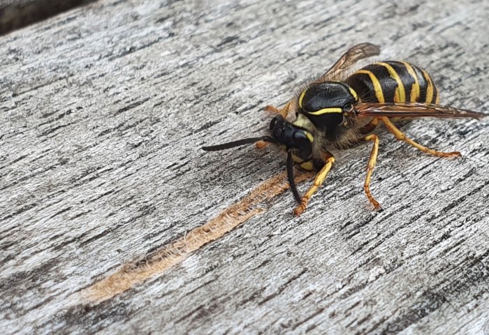 Geting som slipar en träyta, synligt spån där trä bearbetats.