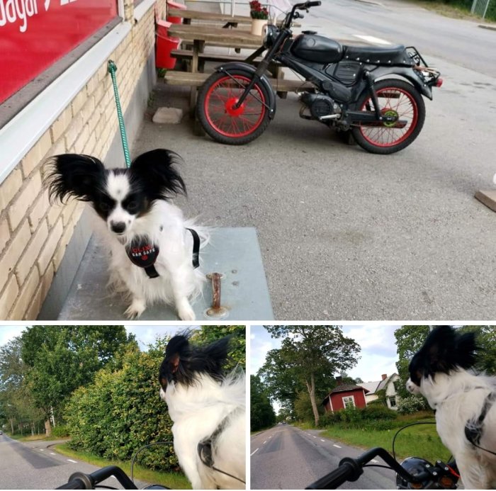 En hund bunden utanför en butik och två bilder på samma hund åkandes på en gammal moped.