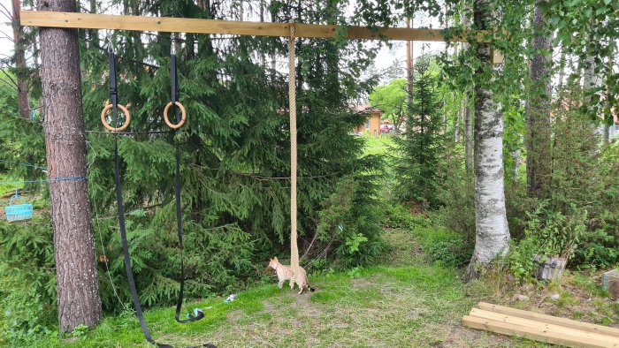 Puun väliin kiinnitetty puulauta, johon on lisätty voimistelurenkaat ja köysi metsäisessä ympäristössä, taustalla kaksi puuta.
