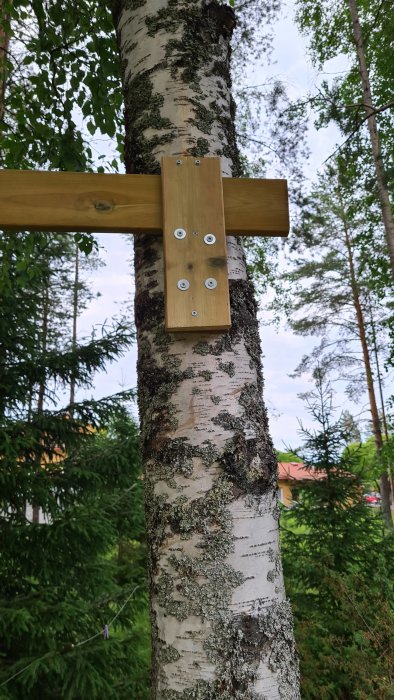 Puu, johon on kiinnitetty lauta pulttien avulla; metsänäkymä taustalla.