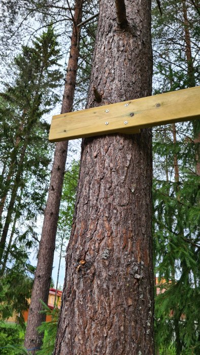 Puuhun kiinnitetty vaakasuora lankku ulkona metsäisessä ympäristössä, useilla ruuveilla kiinnitettynä.