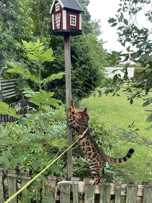 Bengalkatt sträcker sig mot ett rött och vitt fågelhus på en stolpe i en trädgård.