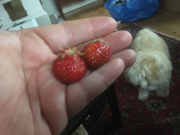 Hand håller två jordgubbar med en bedrövad liten hund i bakgrunden.
