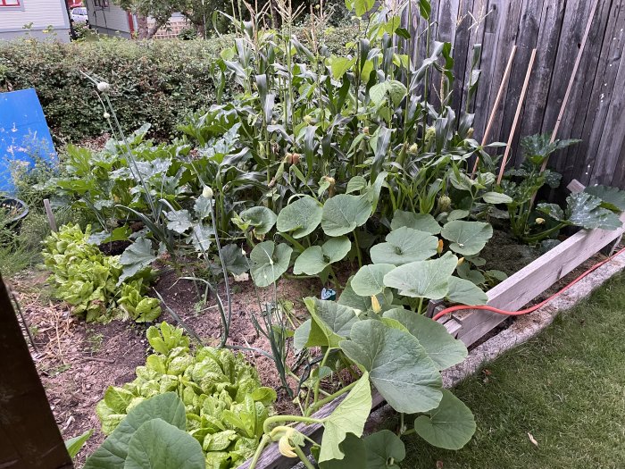 Hemmaodlade grönsaker i en pallkrage inklusive majs, pumpa och sallad på en yta av 1,5x1,5 meter.