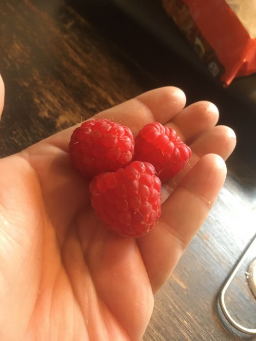 En hand håller tre mogna röda hallon, färska från trädgården.