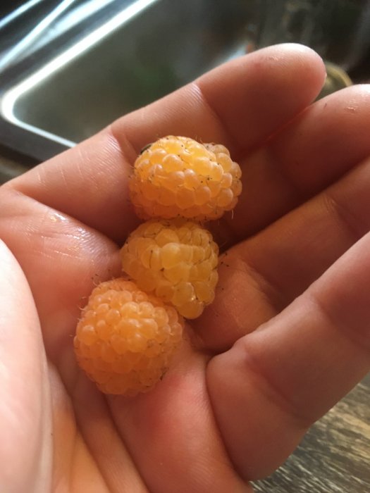 En hand som håller tre mogna gula hallon med en köksbänk i bakgrunden.