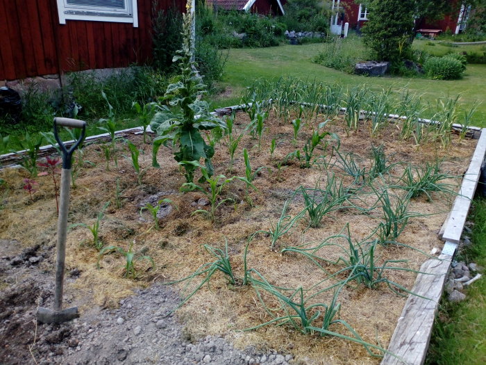 Köksträdgård med växande majs, vitlök och rödlök framför ett rött hus.