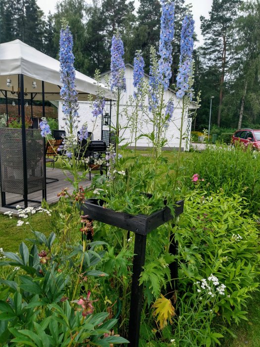 Höga riddarsporrar med blå blommor bredvid en svart stödpelare i en trädgård, med försommargrönska i bakgrunden.