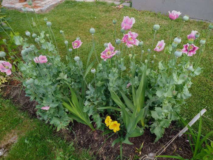 Blommande rosa vallmo och knoppar med gröna blad i en trädgård, en gul blomma i förgrunden.