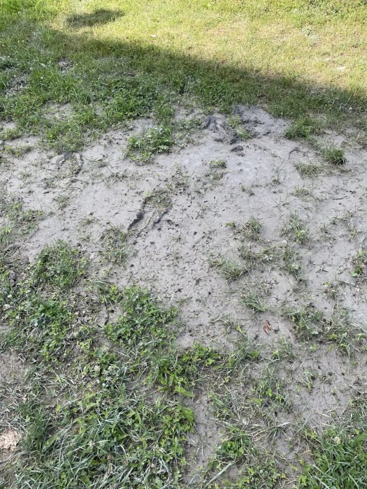 Fotavtryck i grått, halvhårt och pulvrigt material som kan vara lera, inlagt i gräsmatta.