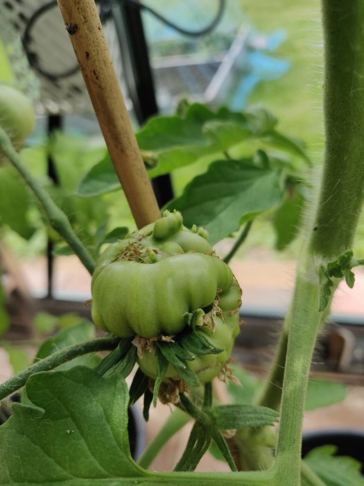 Grönt, omoget tomatkluster på en planta med synliga blomrester och stödpinne i ett växthus.