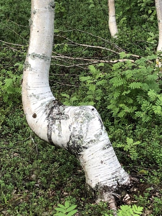 Björk med ovanligt böjd stam växer i skogsmark.