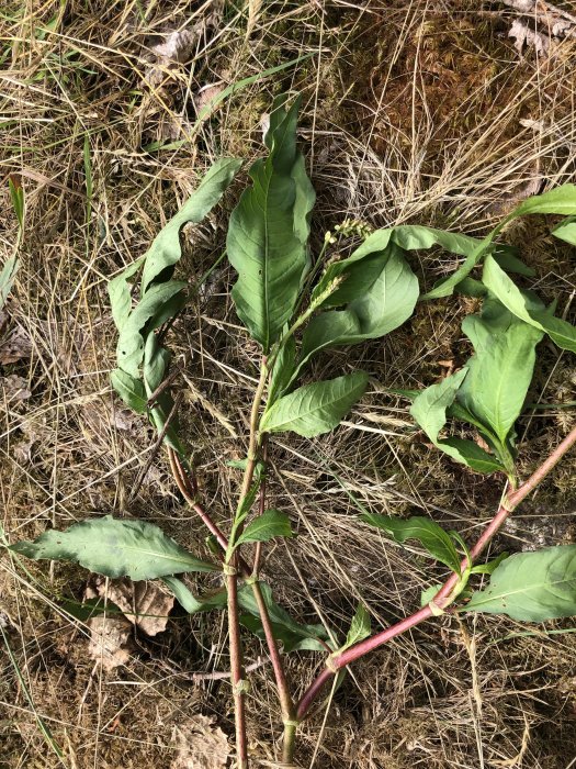 En misstänkt planta med gröna blad och röda stjälkar ligger på ett lager av torrt gräs och löv.