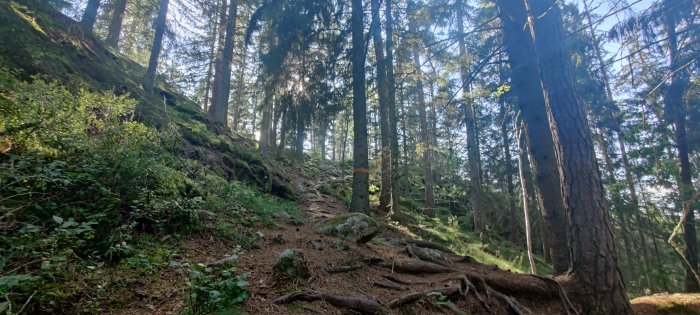 Skogsstig genom täta träd med trädrotspår, orangeröd markering på trädstam, motljus.