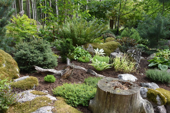 Inspirerande woodland-trädgård med en mix av barrväxter, lövträd och stenpartier täckta av mossa.