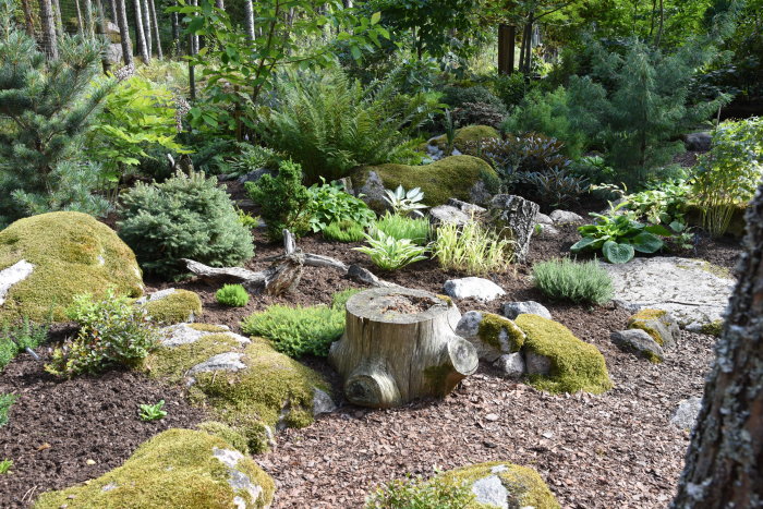 Ett woodland-tema trädgårdsparti med mossa överväxta stenar, olika sorters växter och en trädstubbe.