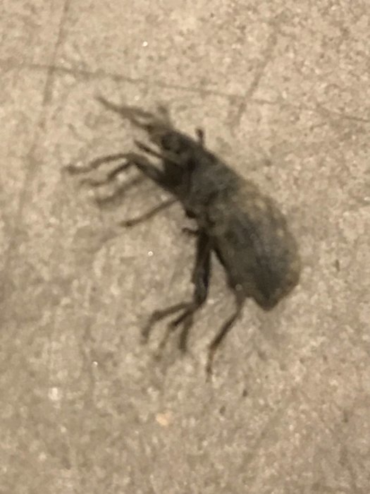 Otydlig bild av en liten insekt på en tegelyta, circa 1cm stor, använd för att identifiera skadedjur.