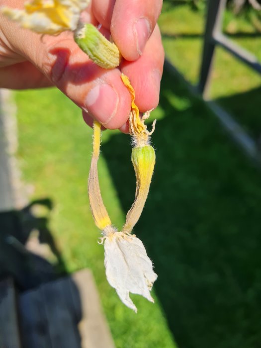 En hand håller en vissen gurkblomma med tydliga tecken på förtvinande, i dagsljus.