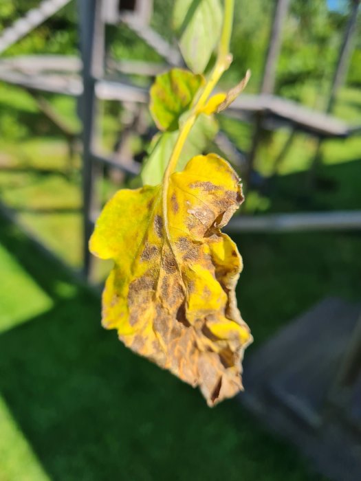 Närbild av en gulnande och brunfläckig tomatplanteblad med en oskarp trädgård i bakgrunden.