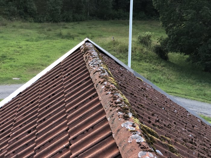 Taknock med sliten ytpapp, växtlighet och avloppsluftare som behöver tätas.