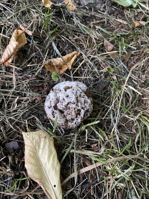 Gulvit svampboll, större än golfboll, ihålig och uppdragen ur marken under körsbärsträd.