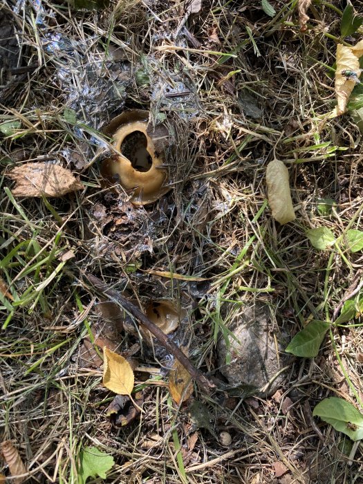 Gulvit ihålig "svampboll" på marken bland dött gräs och löv, med slemmiga spår runtom.