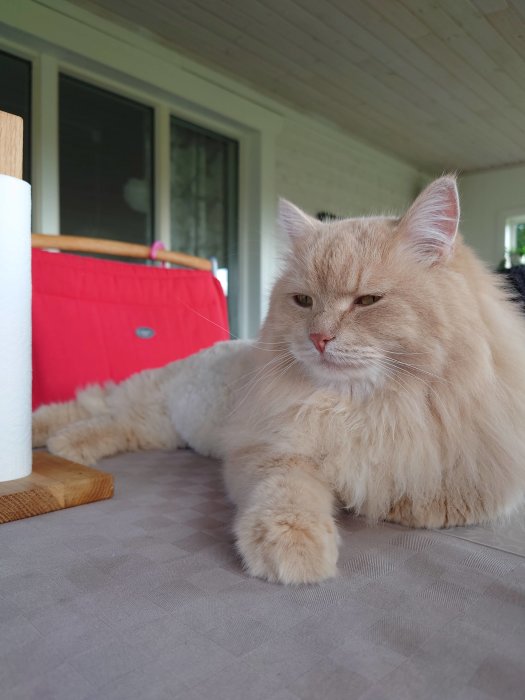 Långhårig beige katt ligger på en bordsduk med uppmärksam blick nära en rulle hushållspapper.