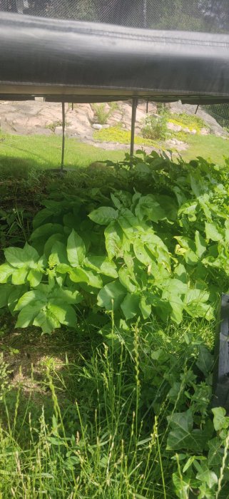 Växande potatisplantor under en studsmatta i en trädgård.